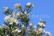 BAHRAIN, Al Jasra, house garden flowers, Oleander flowers, BHR1470JPL