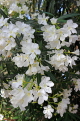 BAHRAIN, Al Jasra, house garden flowers, Oleander flowers, BHR1471JPL