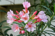 BAHRAIN, Al Jasra, house garden flowers, Oleander flowers, BHR1475JPL