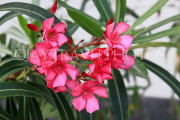 BAHRAIN, Al Jasra, house garden flowers, Oleander flowers, BHR1476JPL