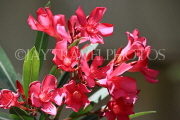 BAHRAIN, Al Jasra, house garden flowers, Oleander flowers, BHR1479JPLA