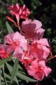 BAHRAIN, Al Jasra, house garden flowers, Oleander flowers, BHR1480JPL