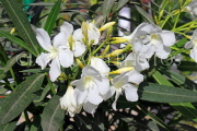 BAHRAIN, Al Jasra, house garden flowers, Oleander flowers, BHR1801JPL