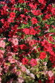 BAHRAIN, Al Jasra, house garden flowers, Petunia flowers, BHR1494JPL
