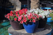 BAHRAIN, Al Jasra, house garden flowers, Petunia flowers, in pots, BHR1495JPL