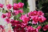 BAHRAIN, Manama, tropical flowers, Bougainvillea, BHR1112JPL