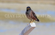 BAHRAIN, Mynah bird, BHR1390JPL