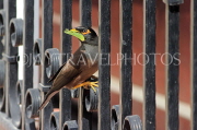 BAHRAIN, Mynah bird, BHR1888PL