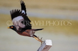 BAHRAIN, Mynah bird, taking off, BHR1389JPLA