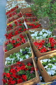 BAHRAIN, Noor El Ain, Garden Bazaar, Farmers Market, flower stall, BHR1021JPL