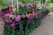BAHRAIN, Noor El Ain, Garden Bazaar, Farmers Market, flower stalls, BHR2053JPL