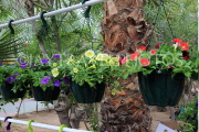 BAHRAIN, Noor El Ain, Garden Bazaar, Farmers Market, potted flowers for sale, BHR2030JPL