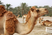 BAHRAIN, Royal Camel Farm, BHR331JPL