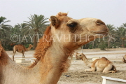 BAHRAIN, Royal Camel Farm, BHR332JPL