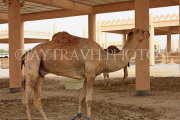 BAHRAIN, Royal Camel Farm, BHR343JPL