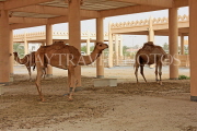 BAHRAIN, Royal Camel Farm, BHR344JPL