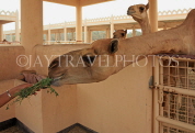 BAHRAIN, Royal Camel Farm, feeding camel, BHR335JPL