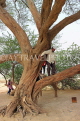 BAHRAIN, Tree Of Life, BHR1836JPL