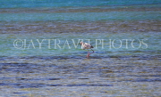 BAHRAIN, coast by Al Jasra, Flamingo at sea, at low tide, BHR1675JPL