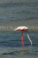 BAHRAIN, coast by Al Jasra, Flamingo searching for food, at low tide, BHR1898JPL 4000