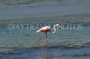 BAHRAIN, coast by Al Jasra, Flamingo searching for food, at low tide, BHR1899JPL