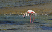 BAHRAIN, coast by Al Jasra, Flamingo searching for food, at low tide, BHR1900JPL