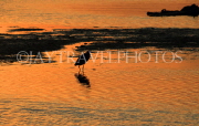 BAHRAIN, coast by Al Jasra, sunset and Heron, BHR1763JPL