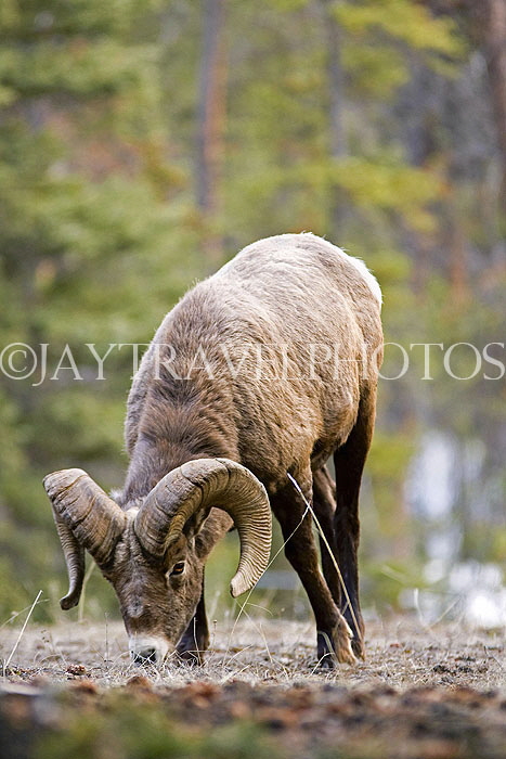 CANADA, Alberta, Jasper National Park, Bighnorn sheep, Maligne Canyon, CAN728JPL