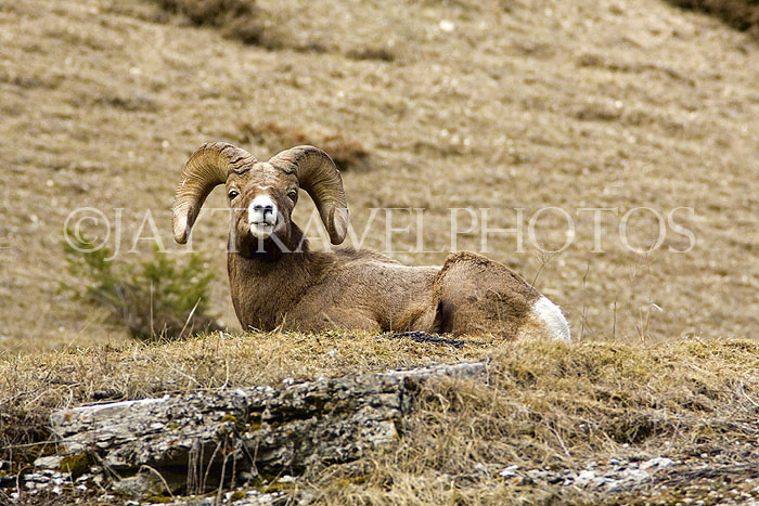CANADA, Alberta, Jasper National Park, Bighnorn sheep, Maligne Canyon, CAN729JPL