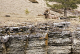 CANADA, Alberta, Jasper National Park, Bighnorn sheep, Maligne Canyon, CAN730JPL