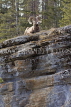CANADA, Alberta, Jasper National Park, Bighnorn sheep, Maligne Canyon, CAN732JPL