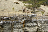 CANADA, Alberta, Jasper National Park, Bighnorn sheep, Maligne Canyon, CAN733JPL