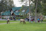 CANADA, Alberta, Jasper National Park, Elk (Wapiti) in front of Jasper information centre, CAN737JPL
