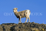 CANADA, Alberta, Jasper National Park, Rockies, young Bighorn sheep standing on rock, CAN758JPL