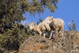 CANADA, Alberta, Jasper National Park, Rockies, young Bighorn sheep standing on rock, CAN759JPL