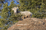 CANADA, Alberta, Jasper National Park, Rockies, young Bighorn sheep standing on rock, CAN760JPL