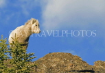 CANADA, Alberta, Jasper National Park, Rockies, young bighorn sheep in mountain, CAN754JPL