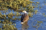 CANADA, British Columbia, Bald Eagle in water in fraser river, CAN763JPL