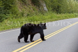 CANADA, British Columbia, Black Bear crossing the highway near Stewart, CAN766JPL