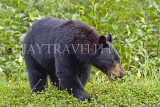 CANADA, British Columbia, Black bear, near the town of Stewart, CAN773JPL