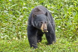 CANADA, British Columbia, Black bear feeding on grass near the town of Stewart, CAN769JPL