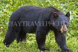 CANADA, British Columbia, Black bear feeding on grass near the town of Stewart, CAN770JPL