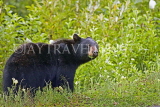 CANADA, British Columbia, Black bear feeding on grass near the town of Stewart, CAN771JPL
