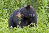 CANADA, British Columbia, Black bear near the town of Stewart, CAN772JPL