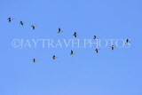 CANADA, British Columbia, Canada Geese flying, CAN821JPL