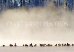CANADA, British Columbia, Ducks on frozen lake with fog rising at sunrise, CAN813JPL