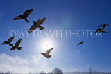 CANADA, British Columbia, Port Moody, Rocky Point Park, sun shining on flying pigeons, CAN812JPL