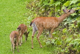 CANADA, British Columbia, Prince Rupert, Deer with two fawns feeding on herbs, CAN779JPL