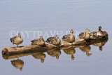 CANADA, British Columbia, Squamish, Ducks lying on log in a lake, CAN812JPL