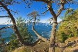 CANADA, British Columbia, VANCOUVER (West), Lighthouse Park, tree and sea view, CAN893JPL